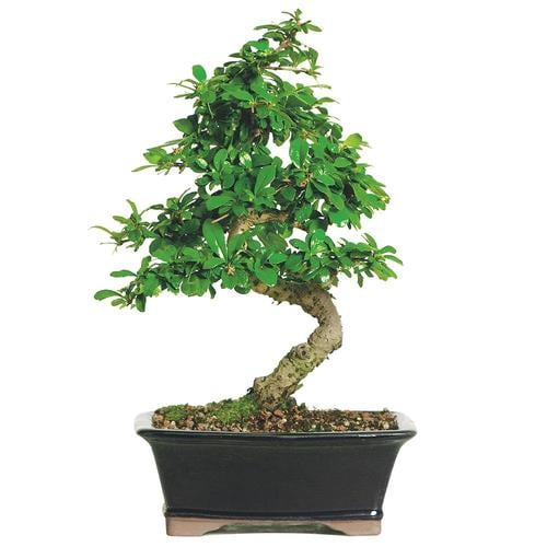 Brussel's Bonsai 8-in White Fukien Tea in Clay Planter (Ct0116ft) in ...