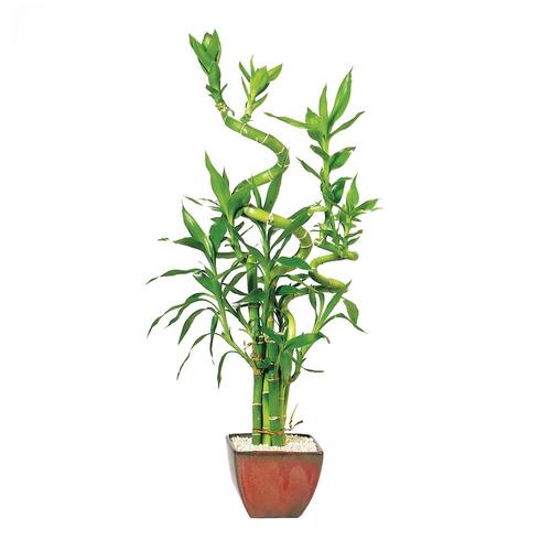 Brussel's Bonsai 4-in Lucky Bamboo- 7 Stalk Curly in Clay ...