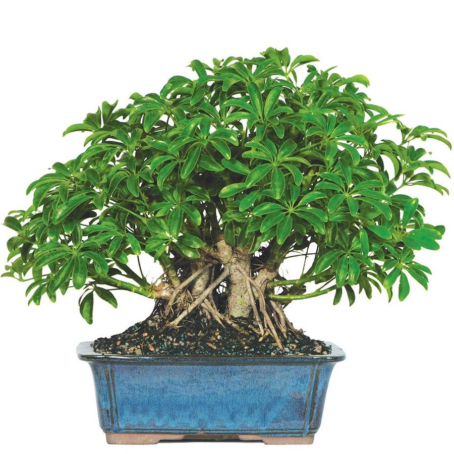 Top Umbrella Bonsai Tree of all time Learn more here 