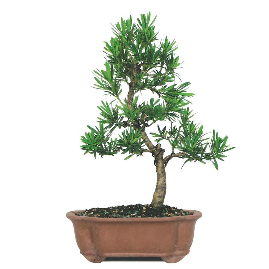  Bonsai Trees At Lowes in 2023 Check it out now 