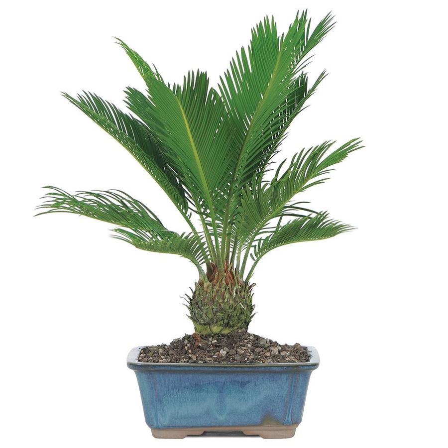 Brussel S Bonsai 8 In Sego Palm In Clay Planter Dt8028sp At