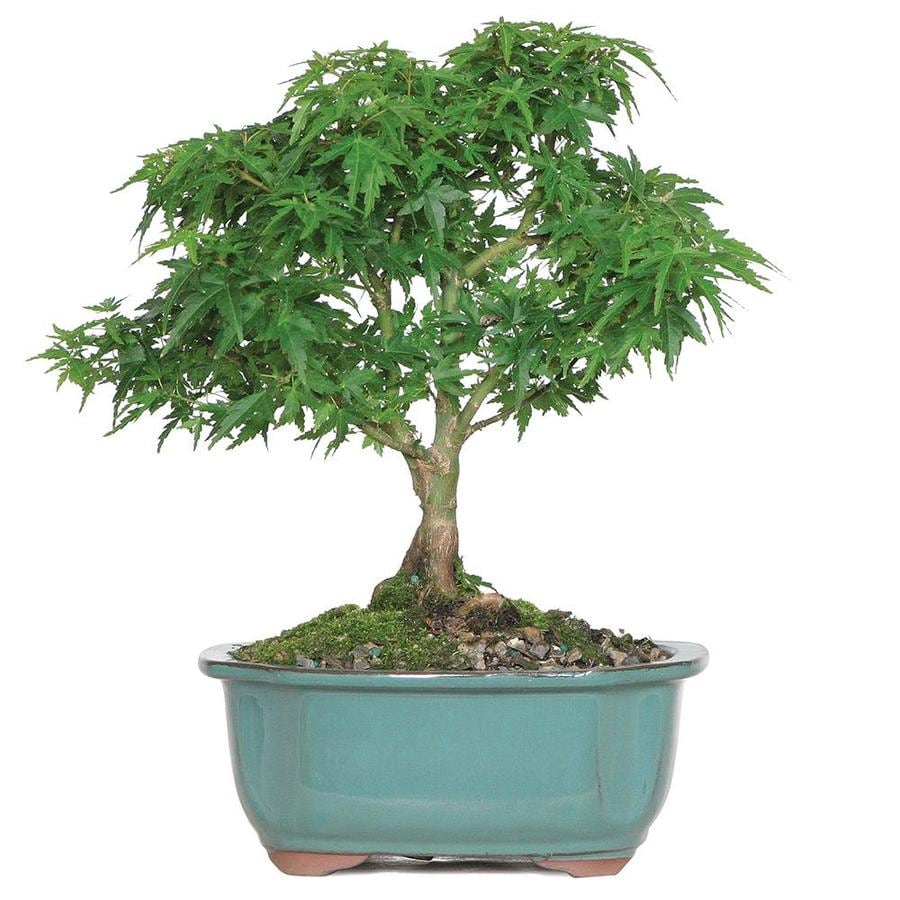 Brussel's Bonsai 8inch Kotohime Maple in Clay Planter (DT0613KHM) at