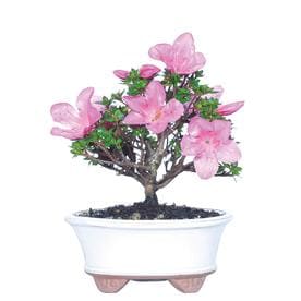 Brussel's Bonsai 6-inch Pink Azalea Rukikazan in Clay Planter (DT0516RKA)