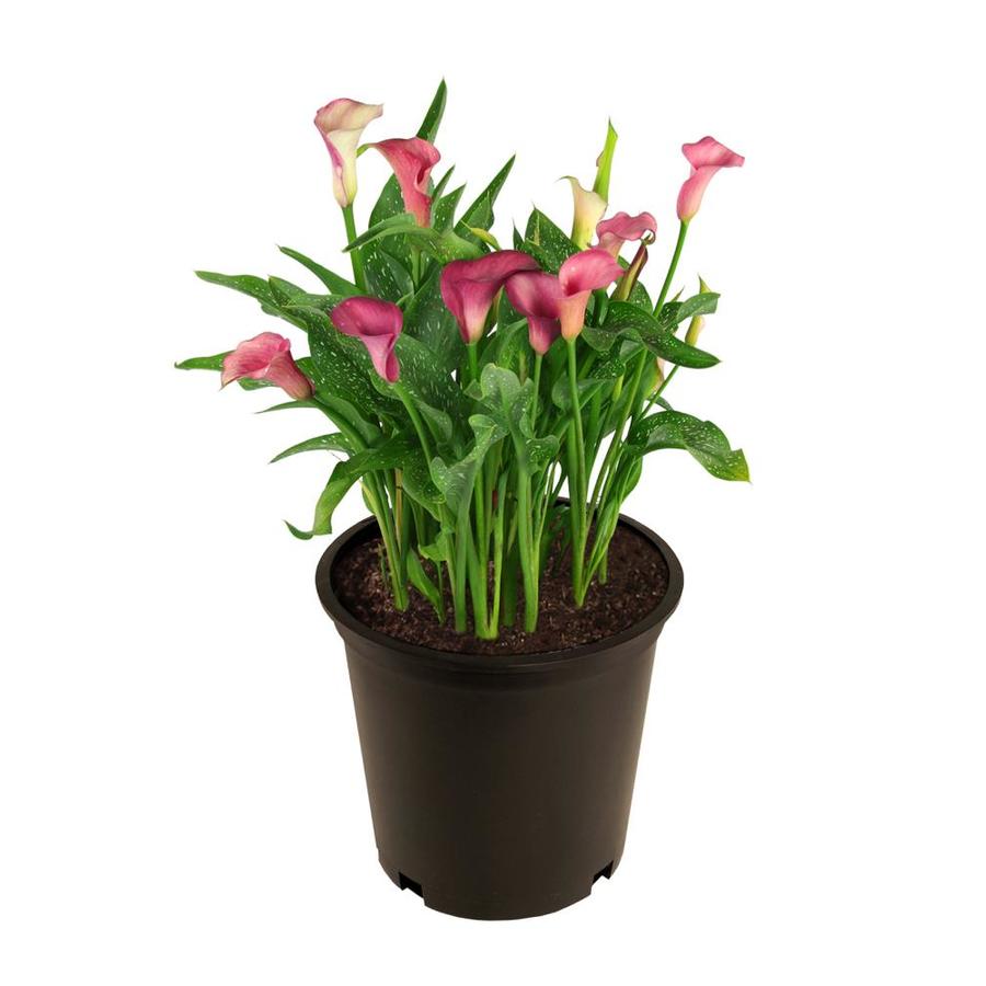 3-quart-potted-calla-lily-l14631-at-lowes