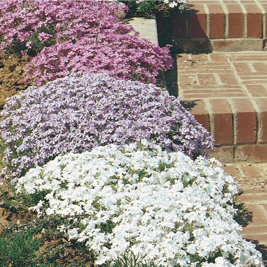 1-Gallon in Pot Creeping Phlox (L6559) at Lowes.com