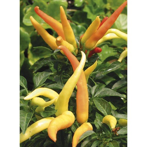 3Quart No Flowers Ornamental Pepper in Pot (L9728) at