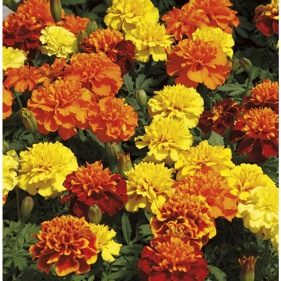 1-Quart Multicolor French Marigold (Dwarf) (L17086) at Lowes.com