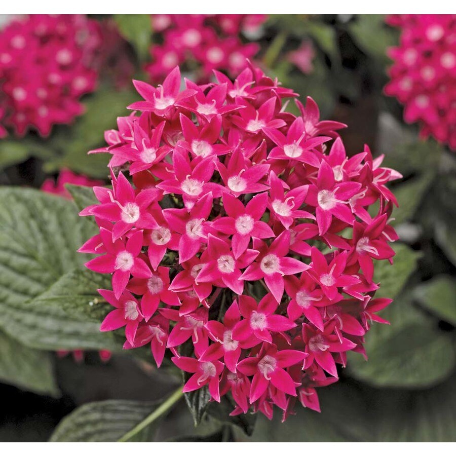 2.5-Quart Pink Butterfly Deep Pink Pentas in Pot (Ltss045) at Lowes.com