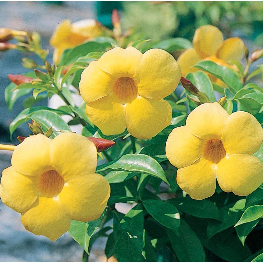 Yellow Allamanda Bush Flowering Shrub in Pot (With Soil