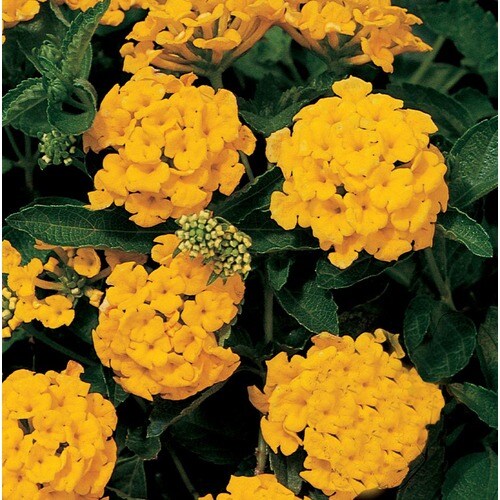 6Pack Yellow New Gold Lantana in Tray (Ltss002) in the