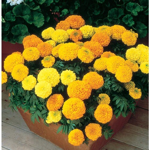 2.5-Quart Multicolor African Marigold in Pot (Ltss050) in ...