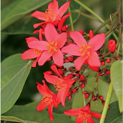 Red Firecracker Jatropha Flowering Shrub In Pot (ltss049) In The Shrubs 