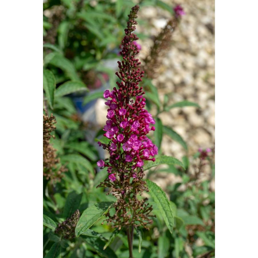 Butterfly Bush Perennials at