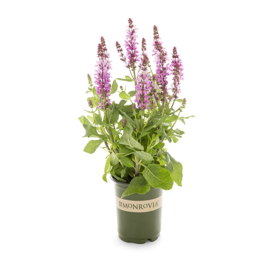 1-Quart in Pot Perennial Sage at Lowes.com