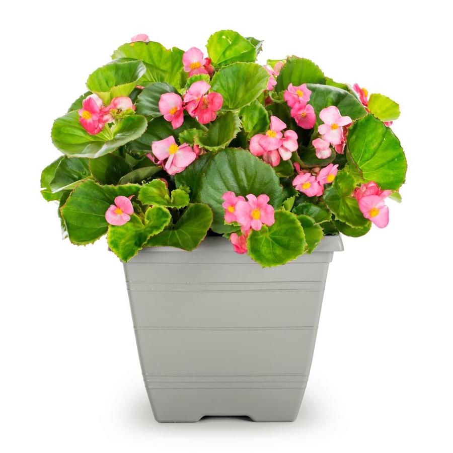 1.75-Gallon Multicolor Begonia in Planter (L6589) in the Annuals ...