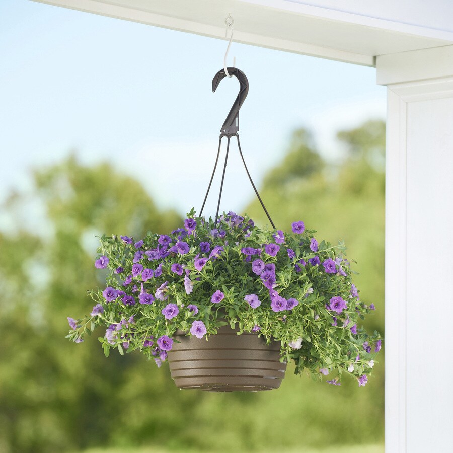 1.5-Gallon Multicolor Calibrachoa in Hanging Basket (L17603) in the ...