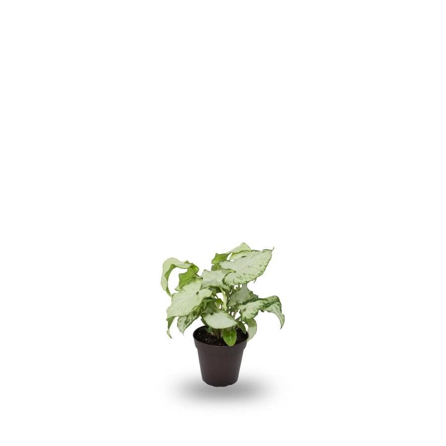 Syngonium in your home Syngonium in your home