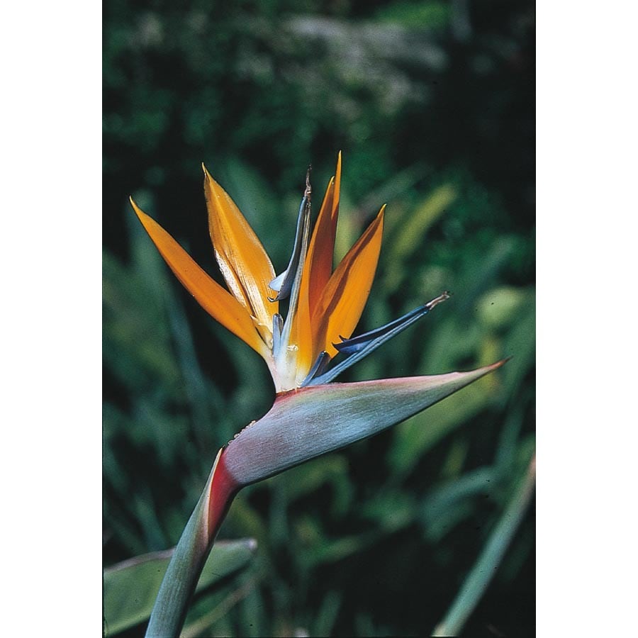 Mixed Bird Of Paradise Flowering Shrub in Pot (With Soil