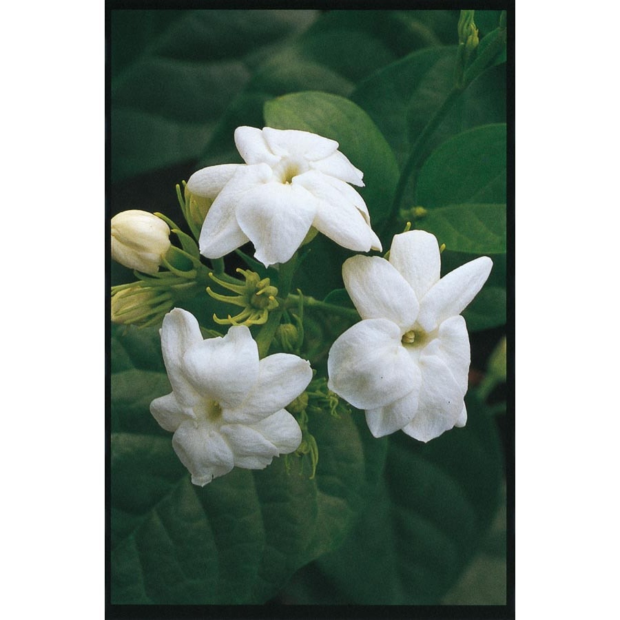 1.25Quart Jasmine (L3527) at
