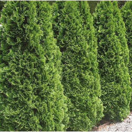 9.64-Gallon Emerald Green Arborvitae Screening Shrub in Pot (L5480) in ...