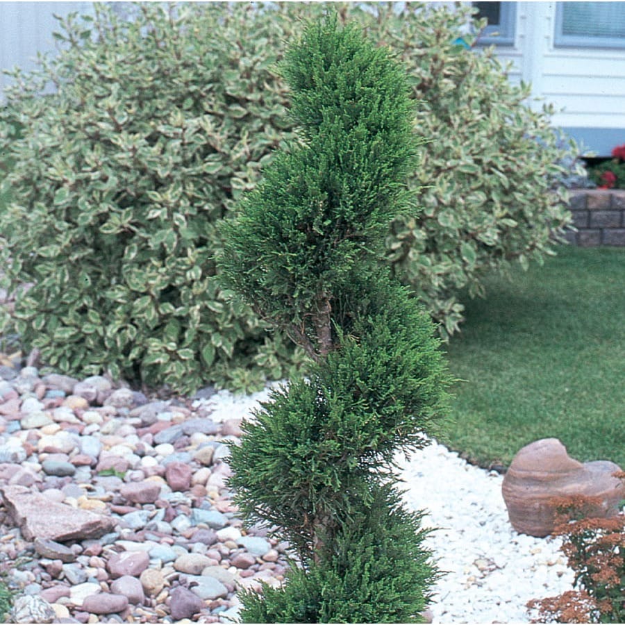 9.64Gallon Spiral Emerald Green Arborvitae Feature Shrub in Pot