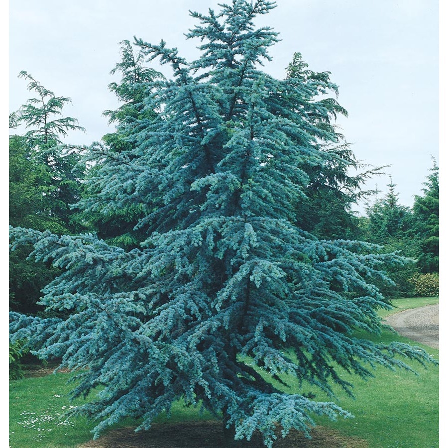 5 99 Gallon Blue Atlas Cedar Feature Tree In Pot With Soil 5 99 Gallon Blue Atlas Cedar Feature Tree In Pot With Soil L4673