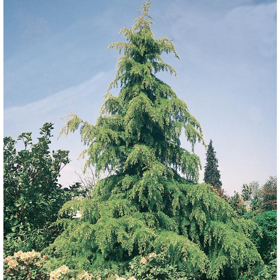 Types Of Cedar Pine Trees - vrogue.co