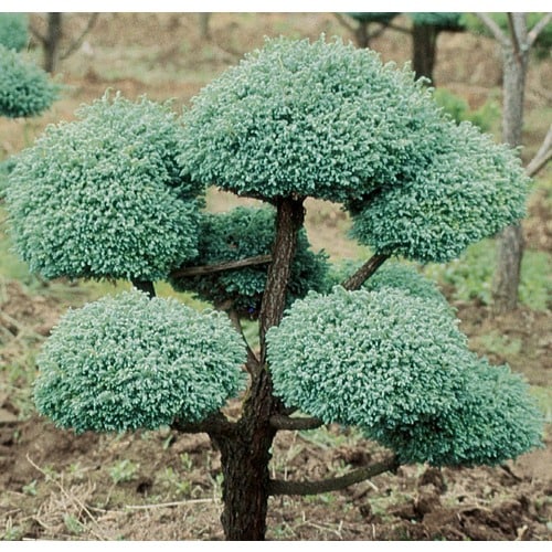 12.7-Gallon Boulevard False Cypress- Pom Feature Tree in Pot (With Soil ...