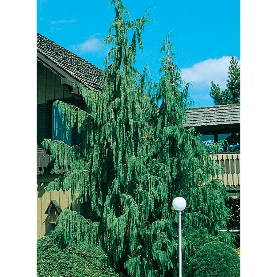19.09Gallon Weeping Alaskan Cedar Feature Tree in Pot (With Soil