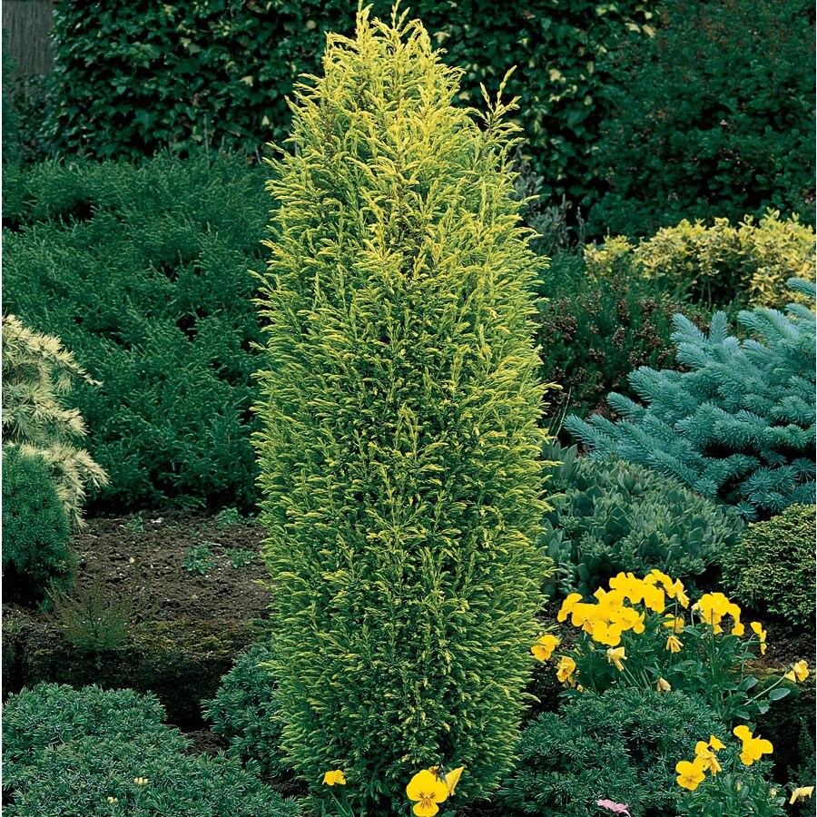 12.7Gallon Gold Cone Juniper Accent Shrub in Pot (L25425