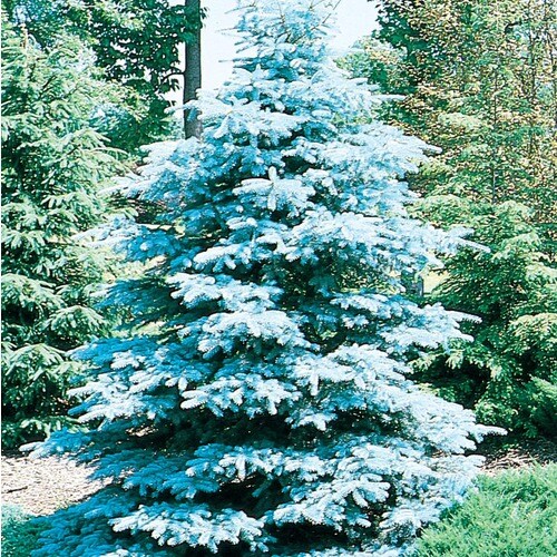 19.09-Gallon Hoopsi Blue Spruce Feature Tree in Pot (With Soil) (L4101 ...