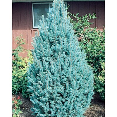 12 7 Gallon Columnar Blue Spruce Feature Tree In Pot With Soil
