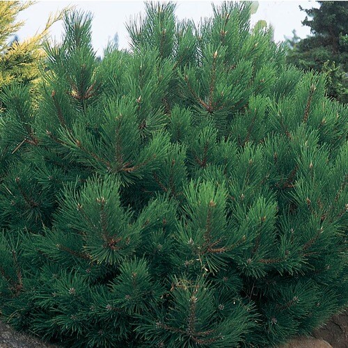 12.7-Gallon Oregon Green Austrian Pine Feature Tree in Pot ...