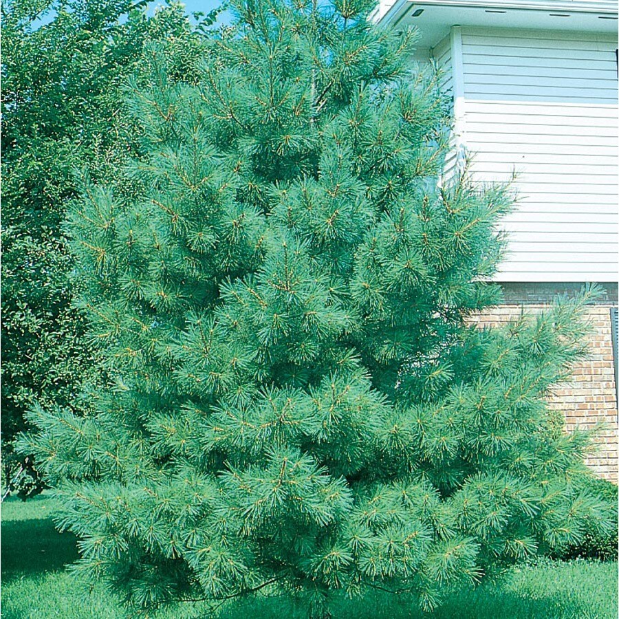 9.64 Gallon Eastern White Pine Screening Tree (L3619)
