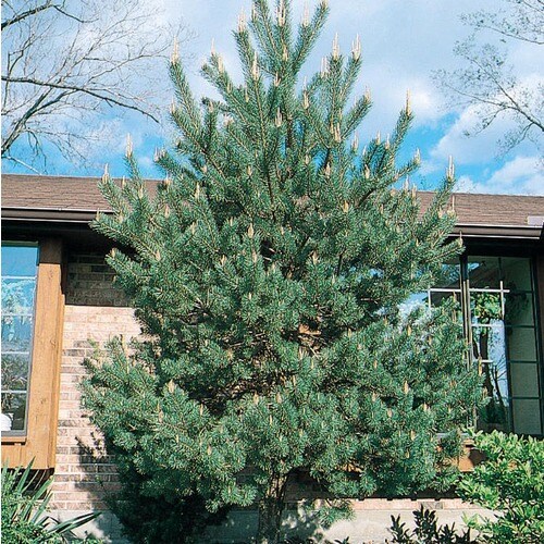 19.09Gallon Scotch Pine Shade Tree in Pot (With Soil) (L3939) at