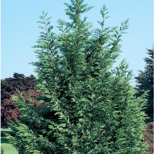 12.7-Gallon Leyland Cypress Screening Tree in Pot (With ...