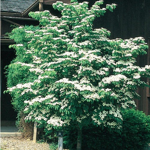 5.99-Gallon White Kousa Dogwood Flowering Tree in Pot ...