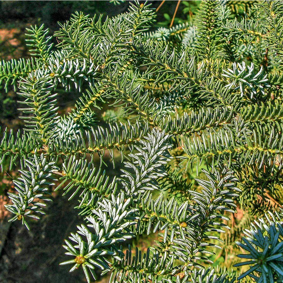 9.64Gallon Blue Spanish Fir Feature Tree in Pot (With Soil) (L27290