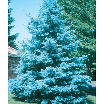 12 7 Gallon Bacheri Blue Spruce Feature Tree In Pot With Soil