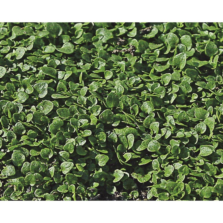 1Flat in Corsican Mint (L2886) at