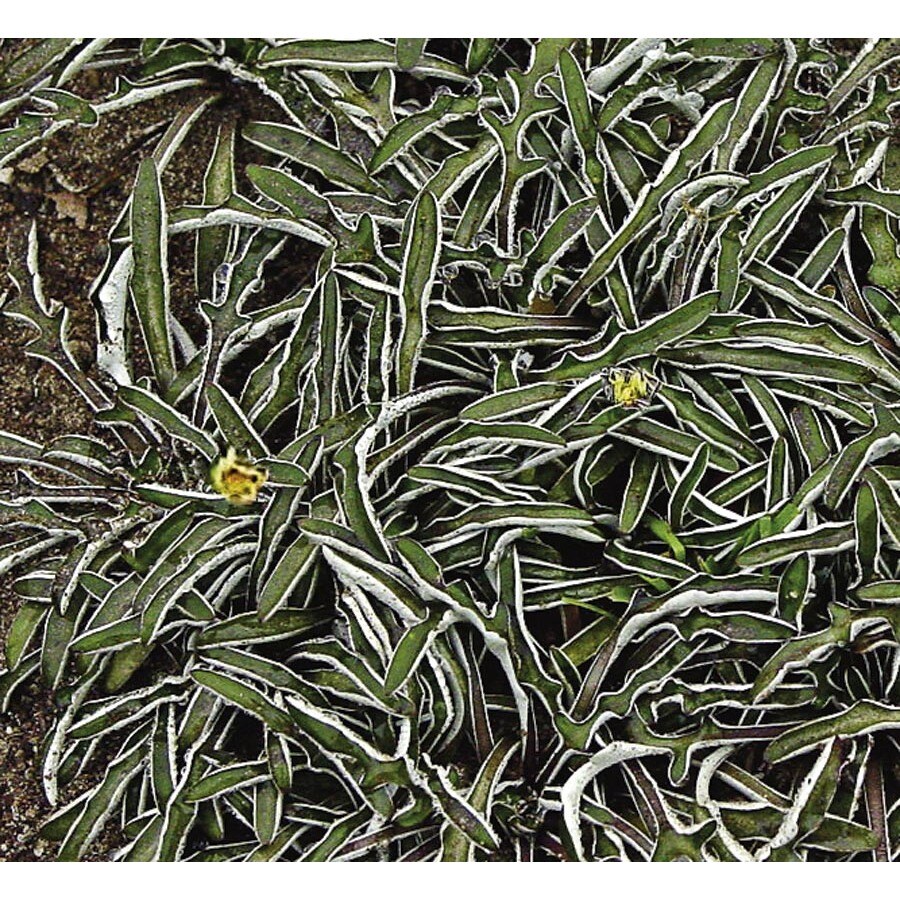 blue silver carpet