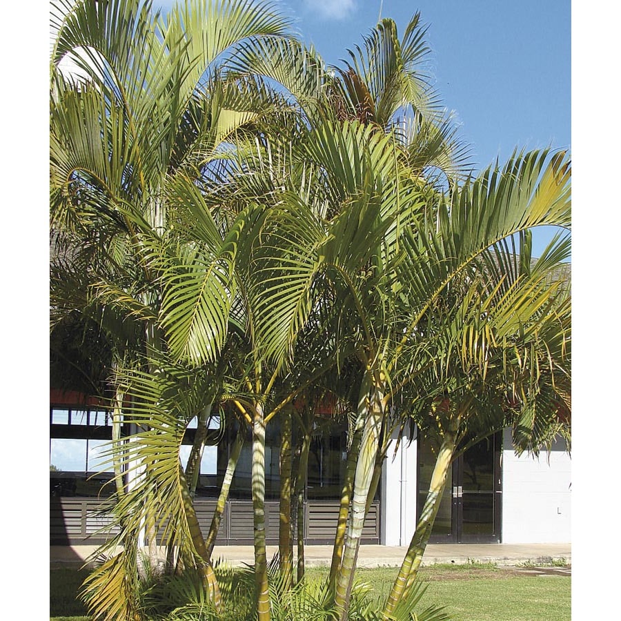 in Areca Palm (Ltl0010)