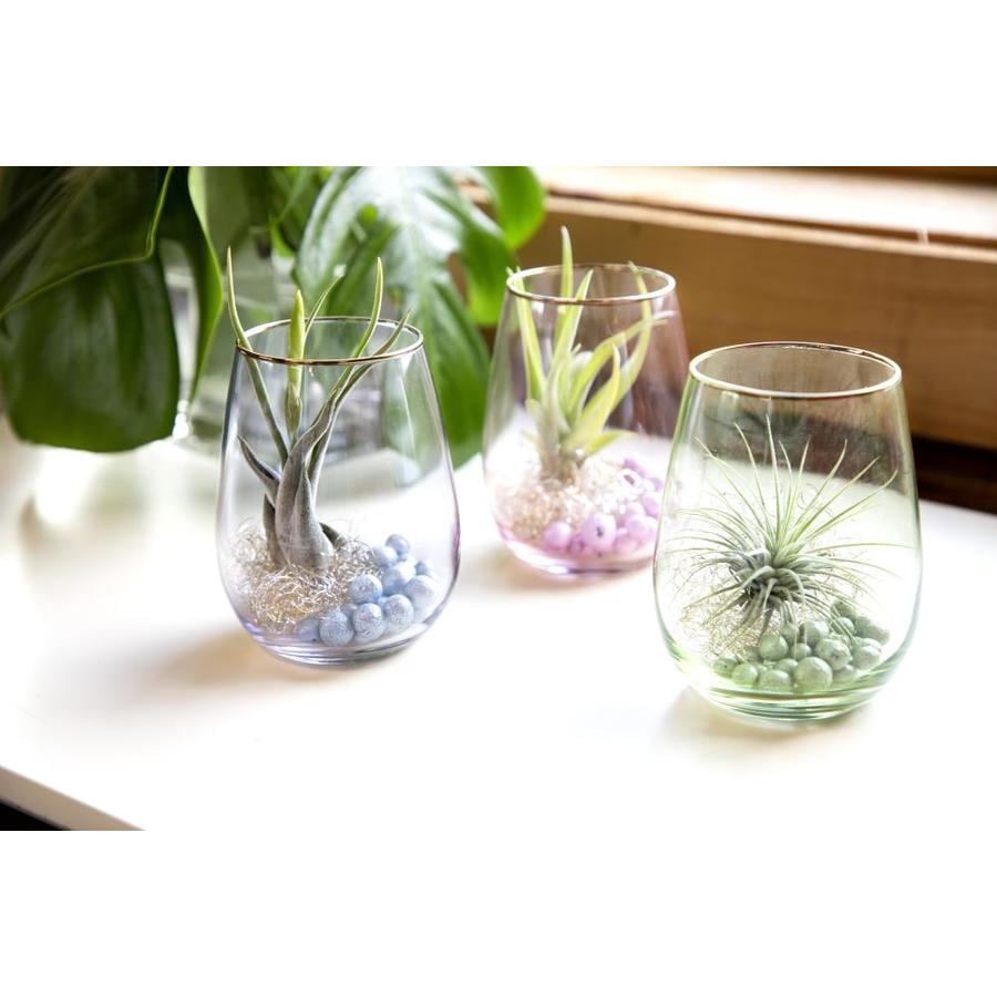 LiveTrends Air Plant in Glass Planter (L21596) at