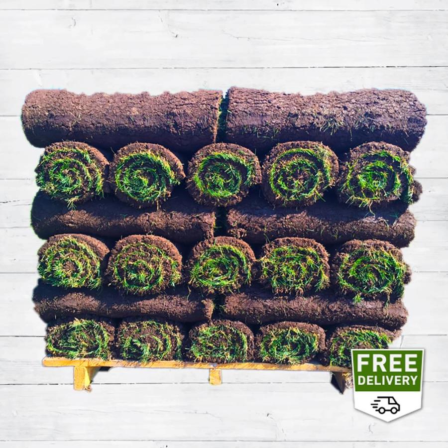 Shop Harmony Outdoor Brands 500sq ft Fescue Sod Pallet at