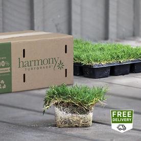 Sod At Lowes 64 Sq Ft St Augustine Sod Plug