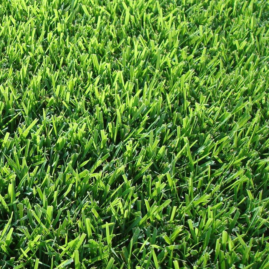 Harmony Outdoor Brands 400sq ft Zoysia Sod Pallet at