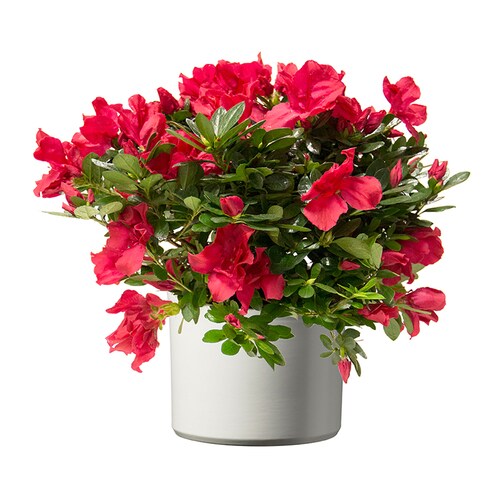Red Azalea in (L21436hp) in the House Plants department at