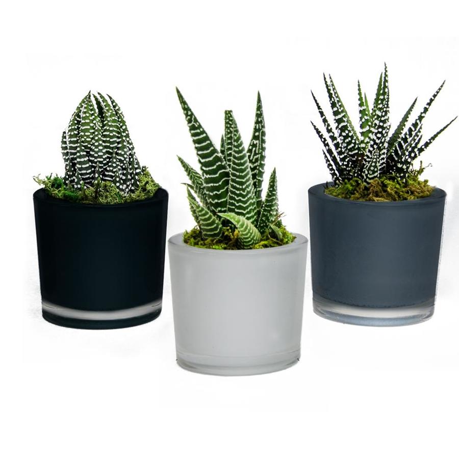 LiveTrends 4in 3Pack Succulent (mixed) in Planter (L22966) at