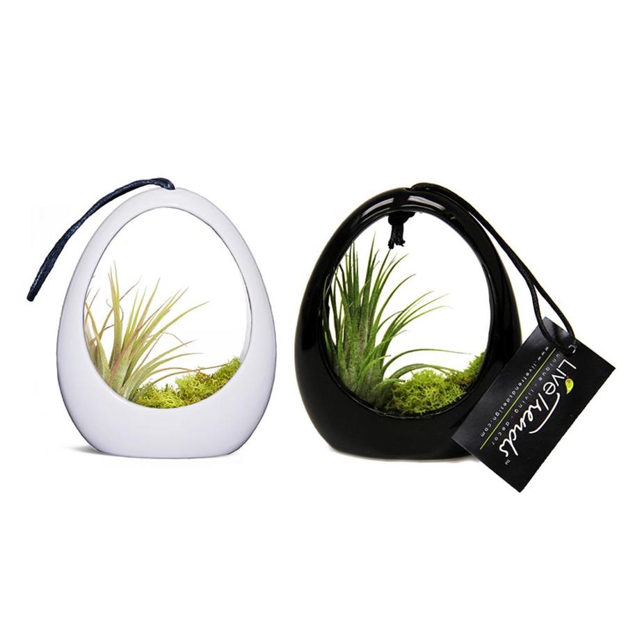 Livetrends 2 Pack Air Plant Mixed In Ceramic Planter L21596 Livetrends 2 Pack Air Plant Mixed In Ceramic Planter L21596