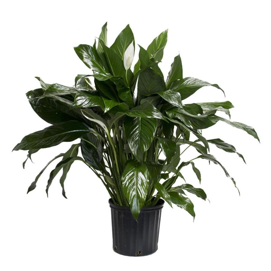 LiveTrends Peace Lily Pot L20977Hp at Lowes  com